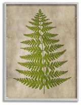 Plant Drawing Green Parchment Design, 11"x14", Gray Frame