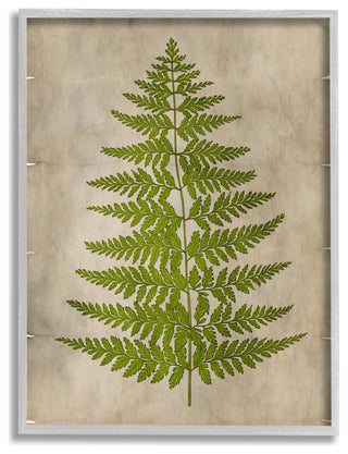 Plant Drawing Green Parchment Design, 11"x14", Gray Frame