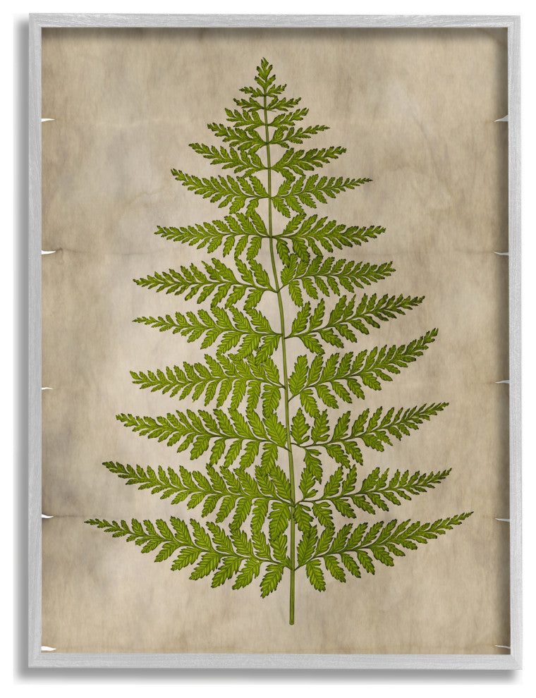 Plant Drawing Green Parchment Design, 11"x14", Gray Frame