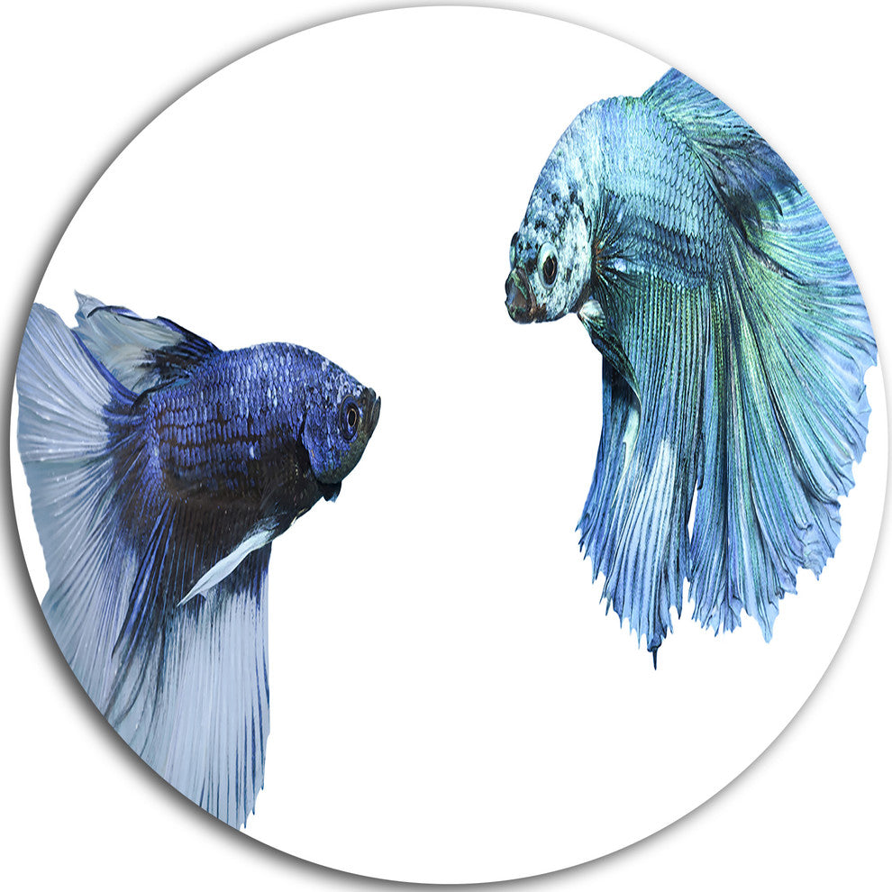 Fighting Fish, Digital Art Animal Large Disc Metal Wall Art, 23"
