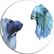 Fighting Fish, Digital Art Animal Large Disc Metal Wall Art, 23"