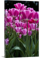 "Pink Tulips" Wrapped Canvas Art Print, 16"x24"x1.5"