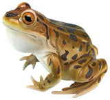 Puffy Necked Frog Statue