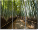 "Wide Pathway in Bamboo Forest" Forest Metal Wall Art, 3 Panels, 36"x28"