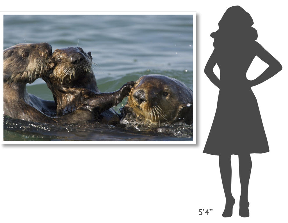 "Sea Otter male chasing mother with pup, Monterey Bay" Paper Art, 62"x42"