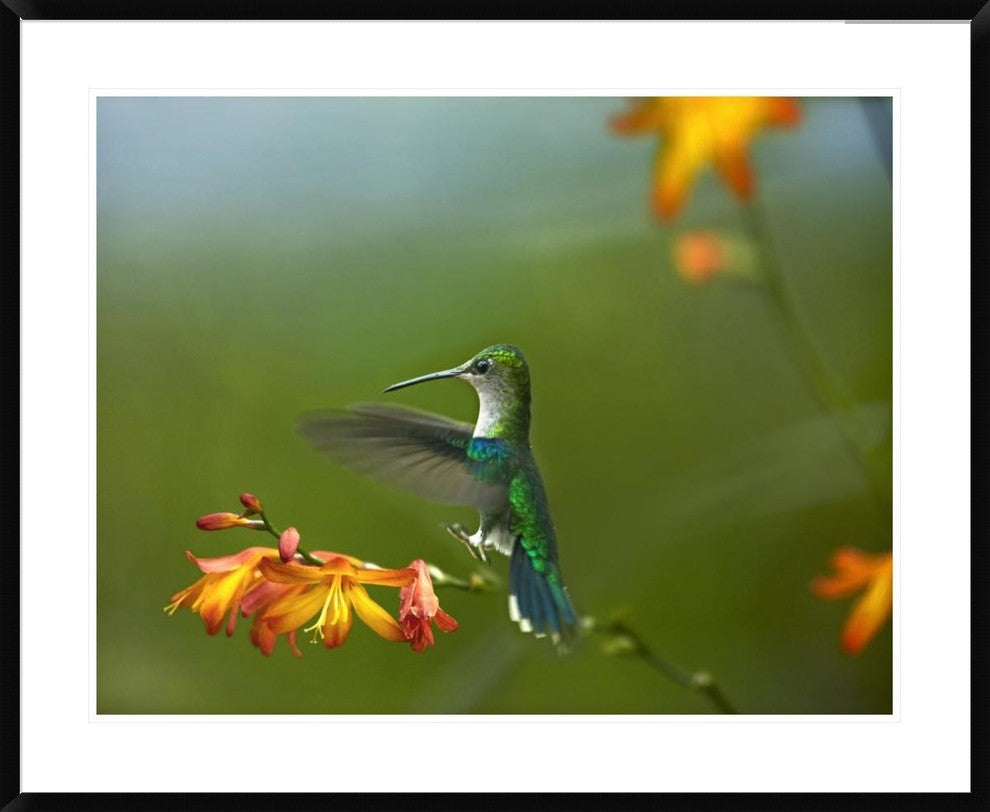 "Green-crowned Woodnymph female landing, Ecuador"  by Tim Fitzharris, 40x32"