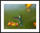 "Green-crowned Woodnymph female landing, Ecuador"  by Tim Fitzharris, 40x32"