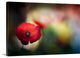"Poppy" Wrapped Canvas Art Print, 48"x32"x1.5"