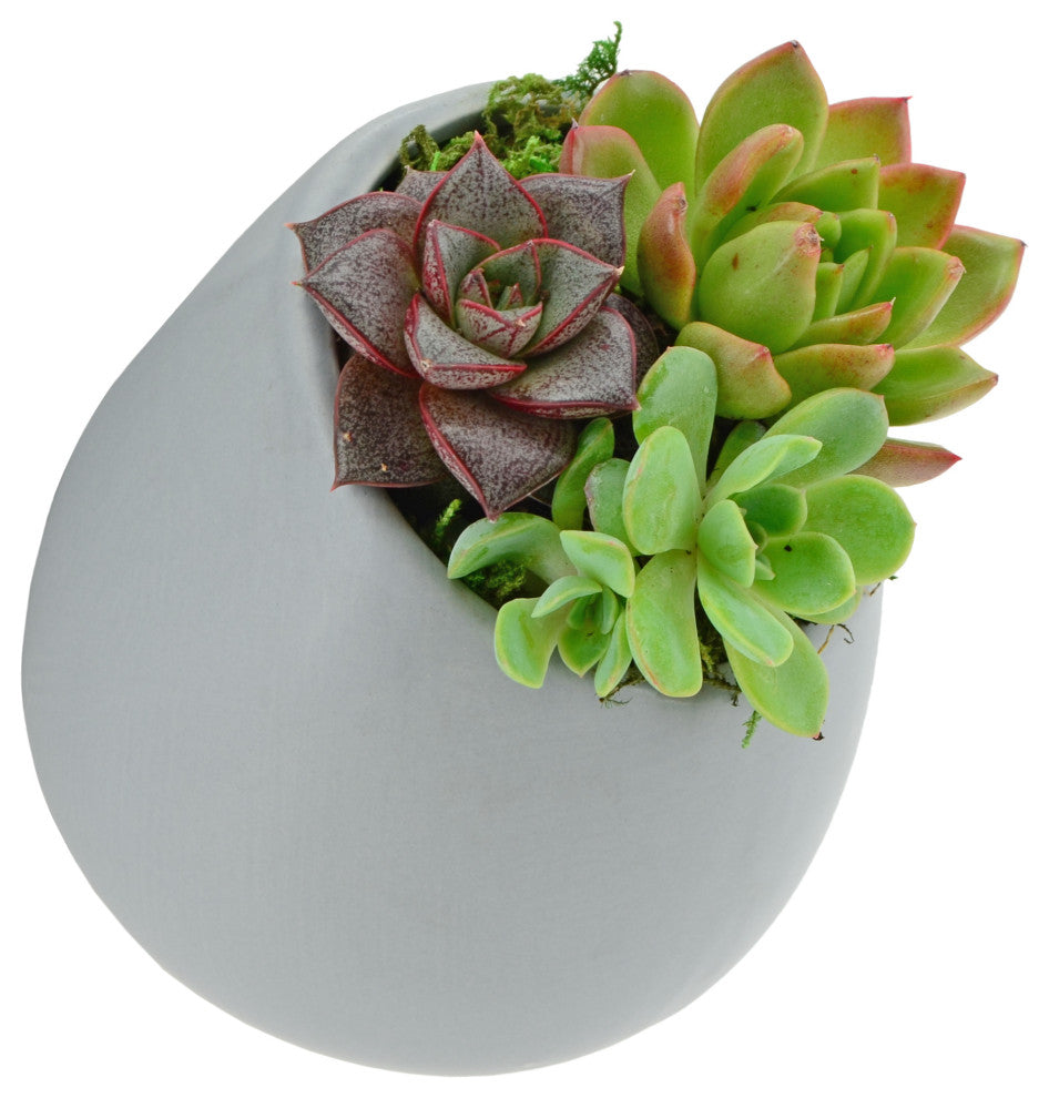 Arcadia Garden Products Large Round Wall Planter, Light Gray