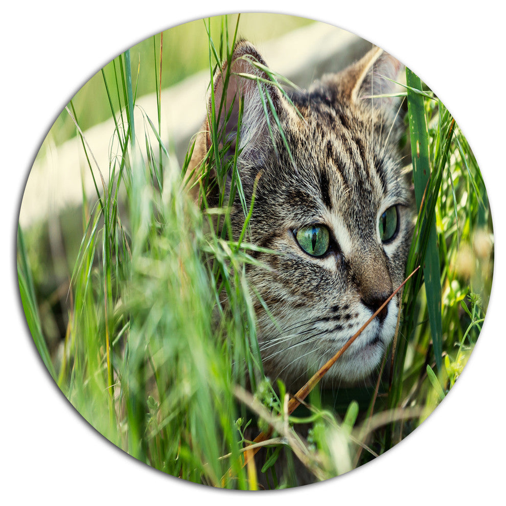 Lovely Kitten In Grass, Animal Round Wall Art, 11"