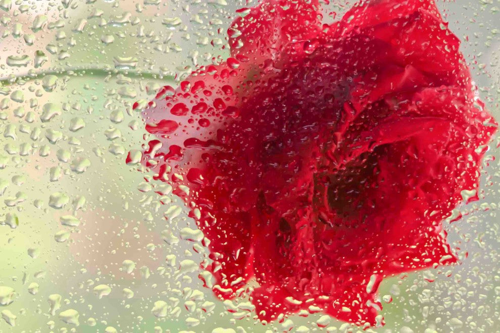 "Red Rose in a Light Rain" Painting Print on Canvas