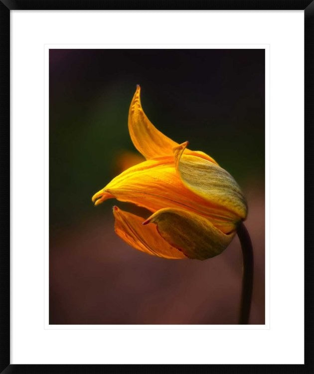 "Shine" Framed Digital Print by Kent Mathiesen, 25x30"