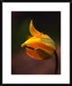 "Shine" Framed Digital Print by Kent Mathiesen, 25x30"