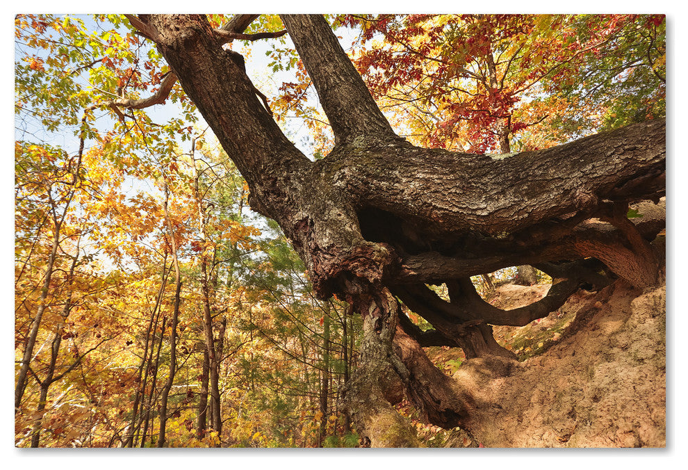Jason Shaffer ''Tree Of Shelter'' Canvas Art, 24x16