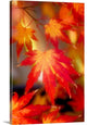 "Fall Back" Wrapped Canvas Art Print, 24"x36"x1.5"