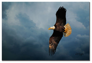 'Eagle in the Sky' Canvas Art by Lois Bryan
