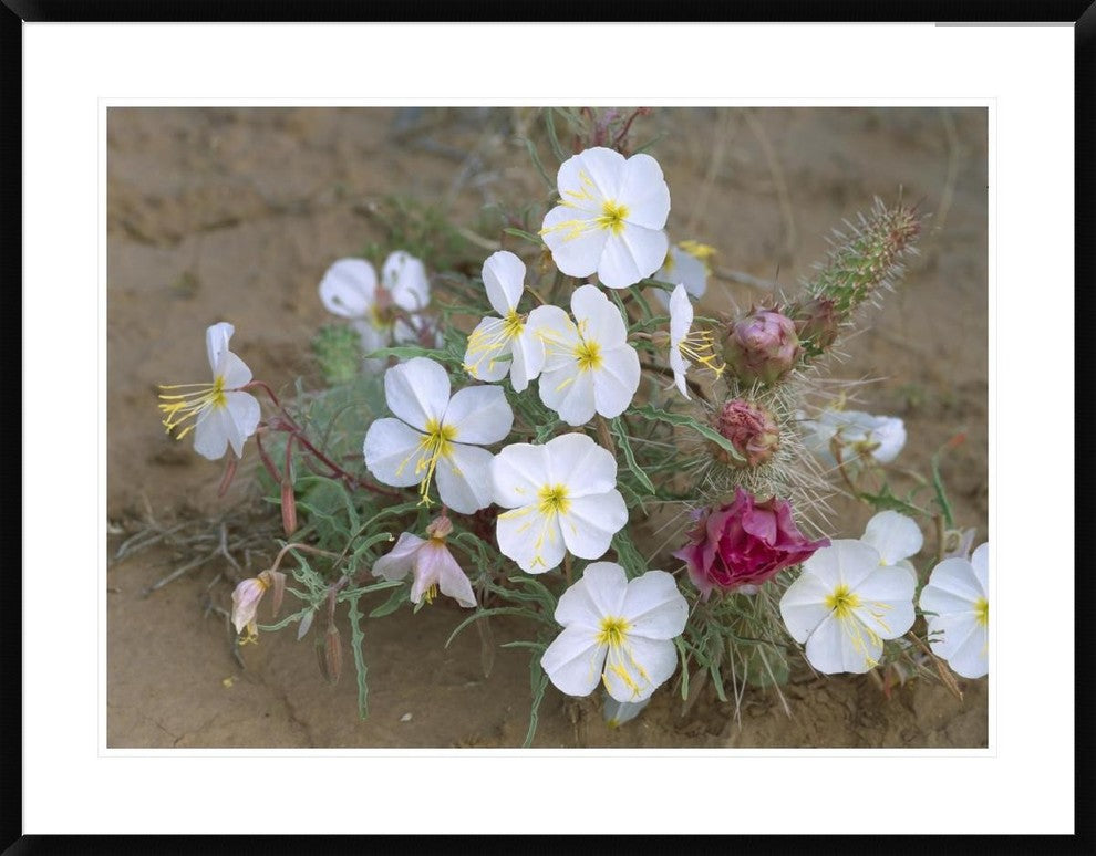 Evening Primrose With Grizzly Bear Cactus , North America, 38"x30"