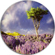 Green Tree In Lavender Field, Modern Landscape Disc Metal Artwork, 23"