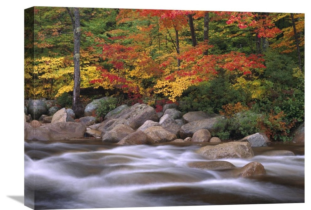 " Along Swift River, White Mountains National Forest, New Hampshire" Artwork