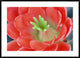 "Claret Cup Cactus flower, Arizona"  by Tim Fitzharris, 44x32"