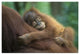 "Sumatran Orangutan baby sleeping on mother, north Sumatra" Paper Art, 20"x14"