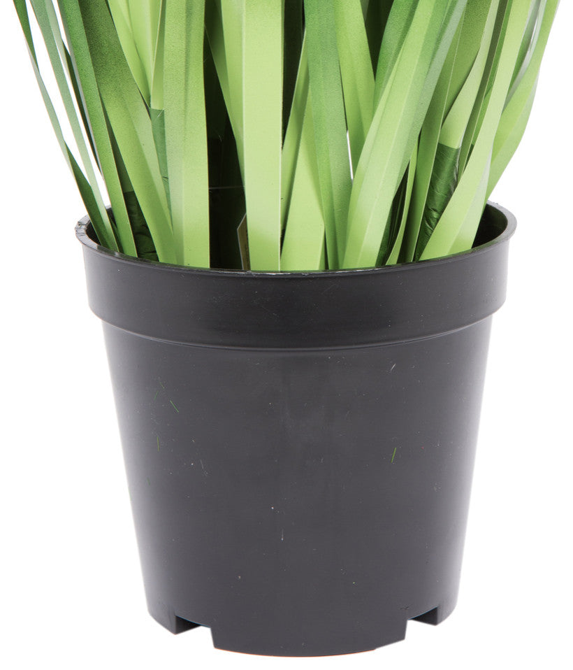 24" Green Sheep'S Grass In Pot