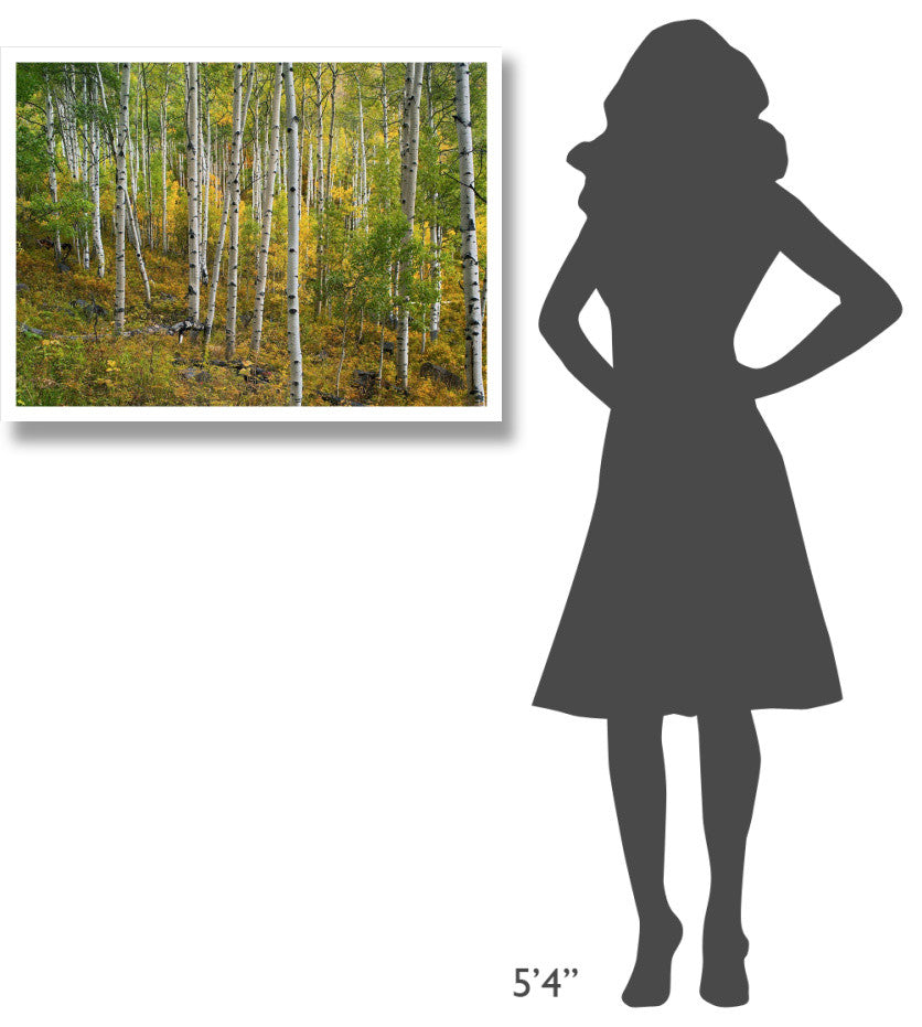 "Aspen forest, Colorado" Digital Paper Print by Tim Fitzharris, 34"x26"