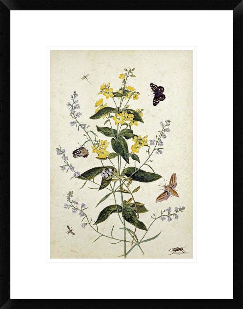 "Yellow Loosestrife and Other Wild Flowers"  by Thomas Robins Jr., 19x24"