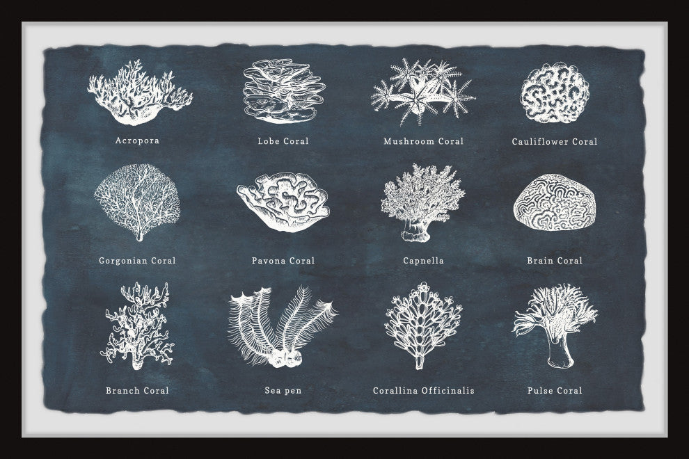 "Coral Identification" Framed Painting Print, 12x8