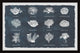 "Coral Identification" Framed Painting Print, 12x8
