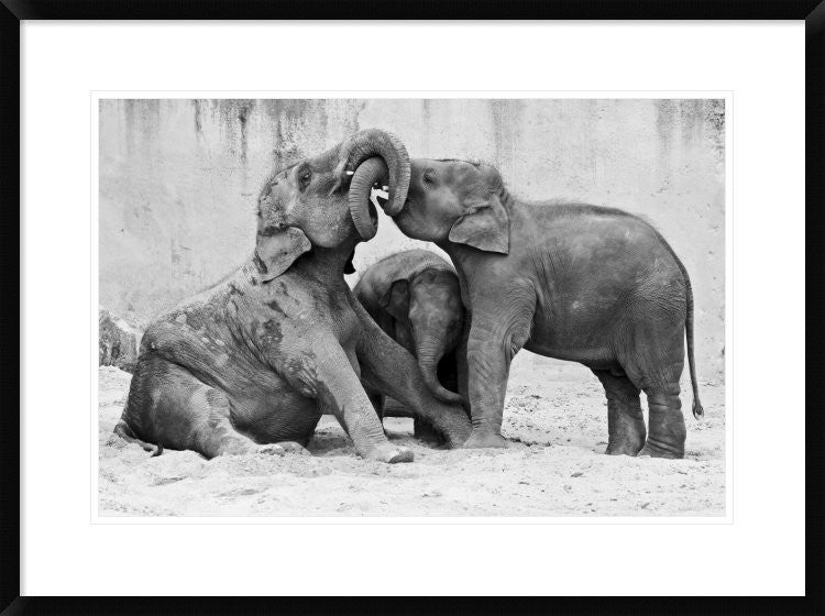 "Manage A' Trois" Framed Digital Print by Antje Wenner-Braun, 32x24"