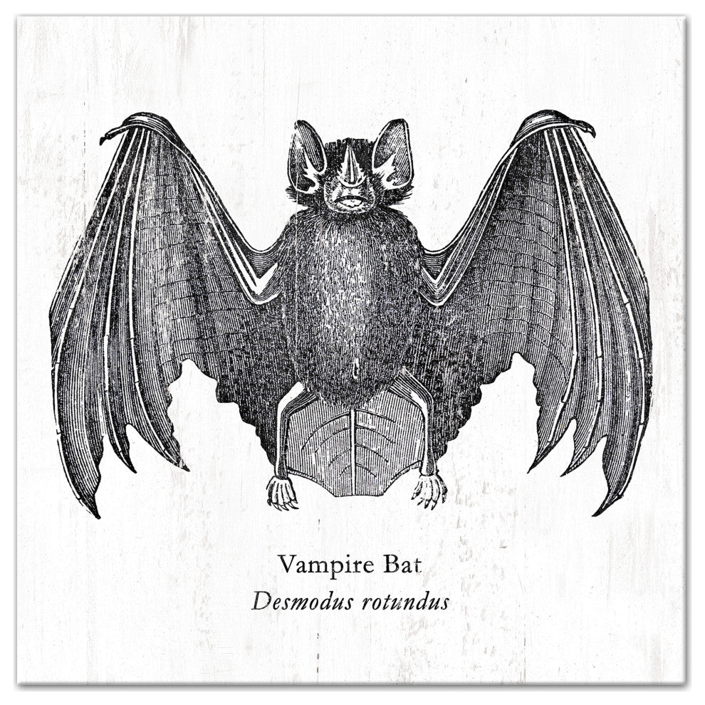 Vampire Bat 12x12 Canvas Wall Art