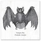 Vampire Bat 12x12 Canvas Wall Art