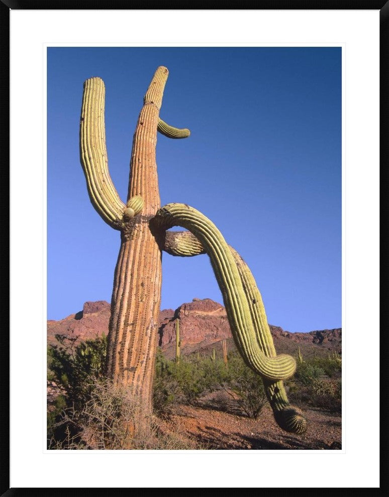 Ajo Mountains And Saguaro Organ Pipe Cactus National Monument, Arizona, 30"x38"