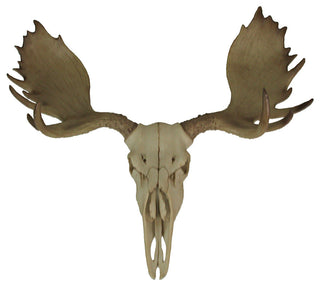 Large Lifelike Bull Moose Skull Hanging Wildlife Decor Statue