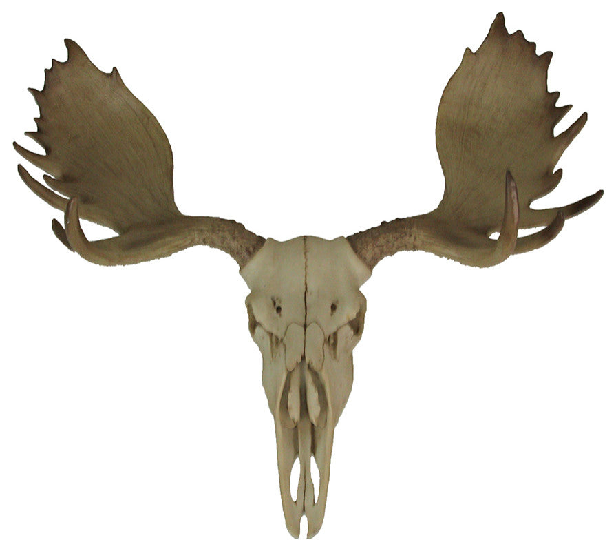 Large Lifelike Bull Moose Skull Hanging Wildlife Decor Statue