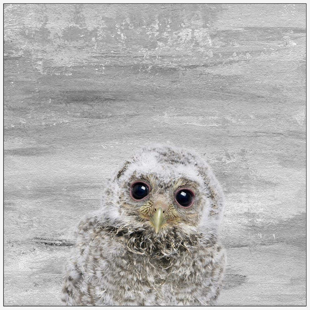 "Snow Owl" Floater Framed Painting Print on Canvas, 16"x16"