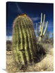 "Saguaro With Fishhook Barrel Cactus, Sonoran Desert, Arizona" Artwork