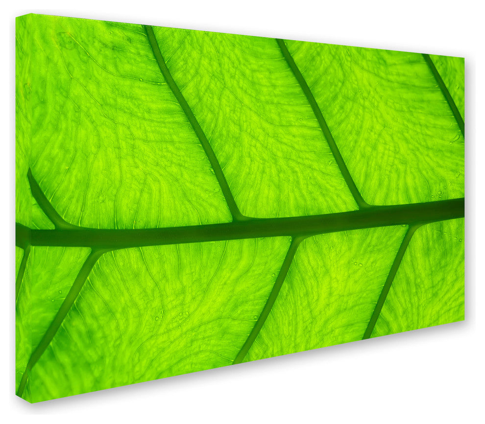 Cora Niele ''Leaf Texture III'' Canvas Art
