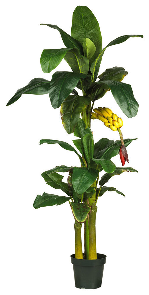 6' Triple Stalk Banana Silk Tree
