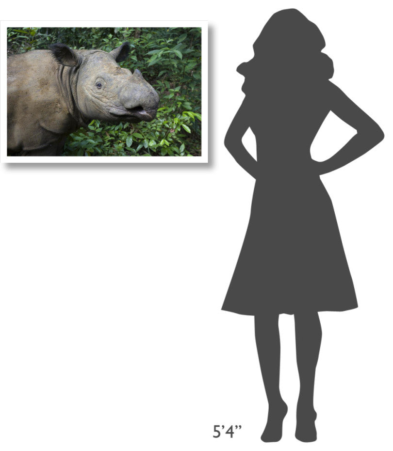 "Sumatran Rhinoceros, Sumatran Rhino Sanctuary, Way Kambas" Paper Art, 32"x22"