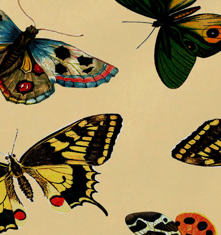 18"x14" Butterflies, Animal Print Placemat, Yellow, Set of 4