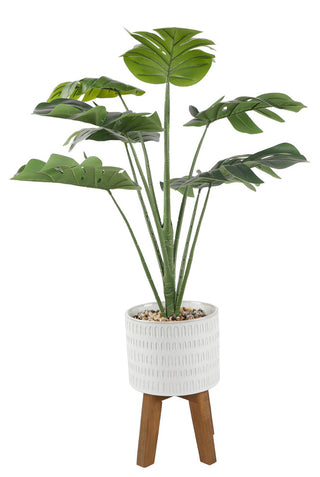 Front-facing product shot on a pure white background showing the entire plant on a stand; no overlays or text.