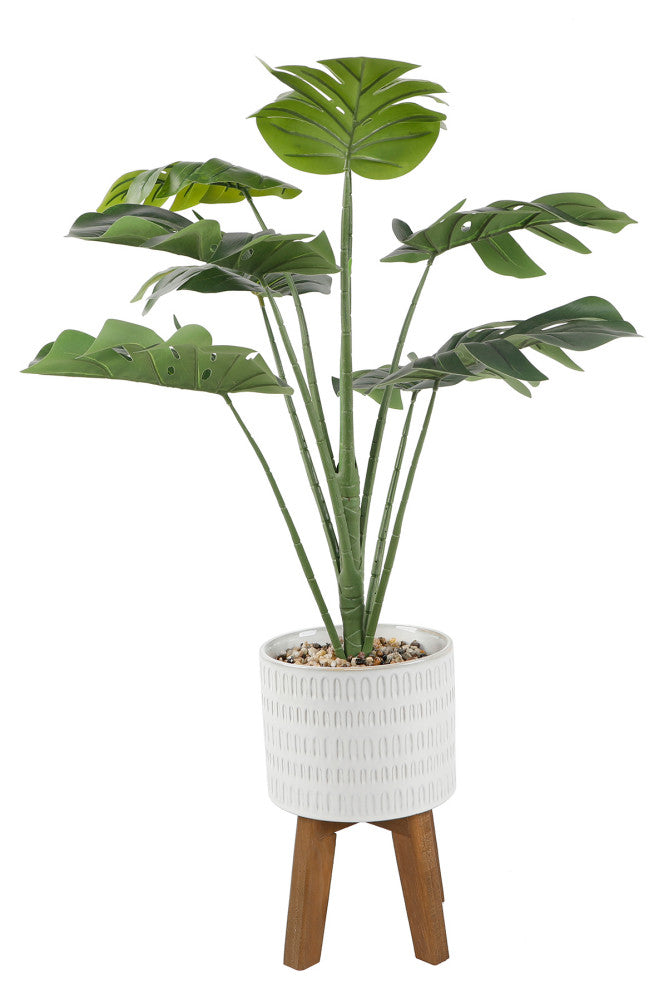 Front-facing product shot on a pure white background showing the entire plant on a stand; no overlays or text.