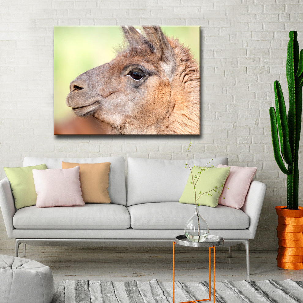 Ready2HangArt 'Llama' by Bartlettayes, 16x20"