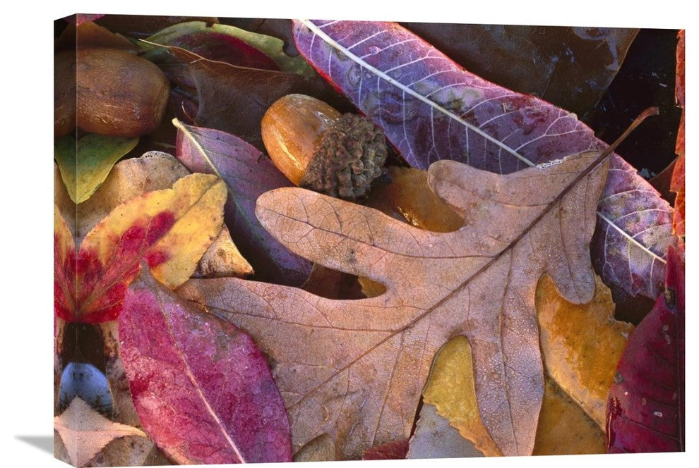 "Acorns, Oak, Cherry And Sumac, Fall, Petit Jean State Park, Arkansas" Artwork