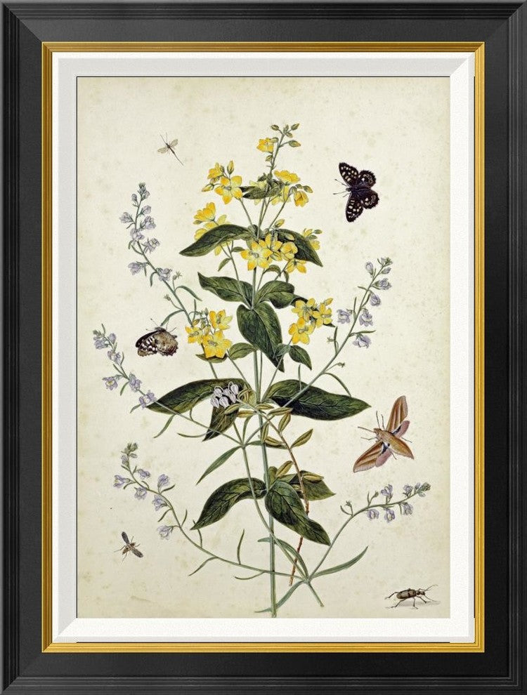 "Yellow Loosestrife and Other Wild Flowers"  by Thomas Robins Jr., 21x28"