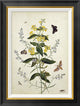 "Yellow Loosestrife and Other Wild Flowers"  by Thomas Robins Jr., 21x28"
