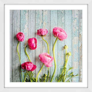 "Pink Ranunculus" Framed Painting Print