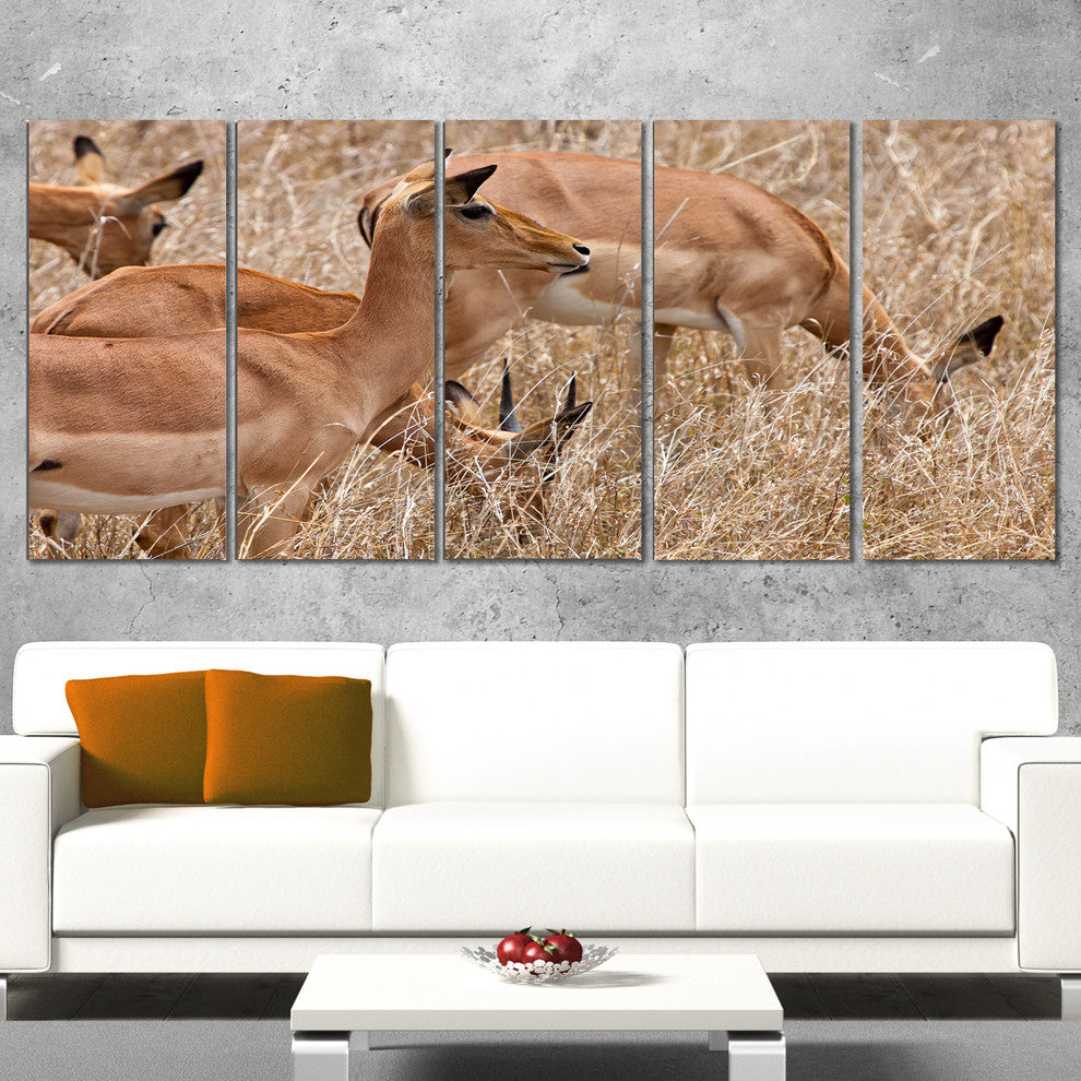 Grants Gazelles Grazing in Grassland, Animal Canvas Art Print, 60"x28", 5 Panels